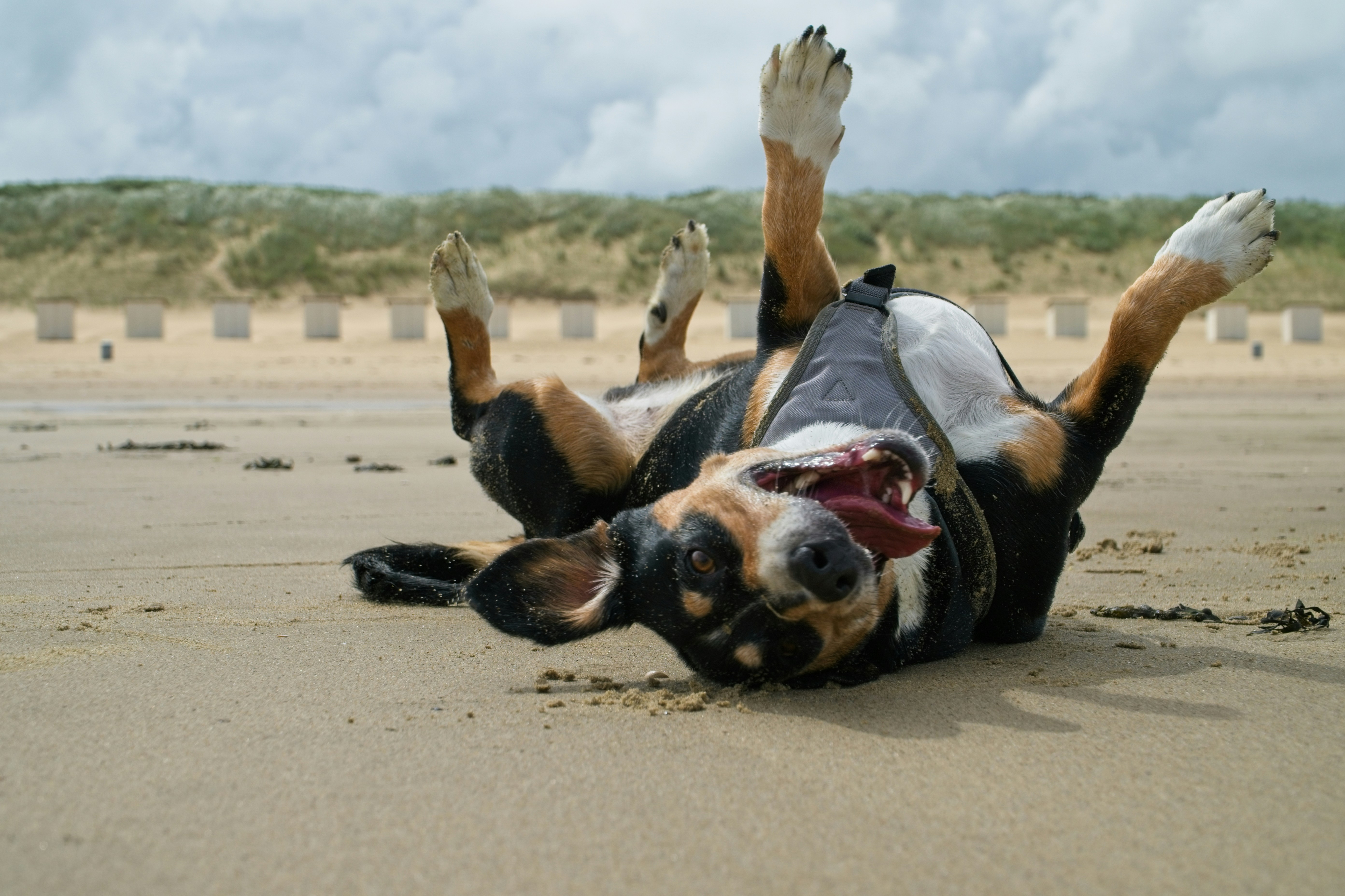 imagem de um cachorro rolando na areia da praia